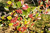 Cockspur hawthorn, Crataegus persimilis Prunifolia, fruits