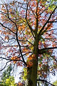 Scarlet Oak, Quercus coccinea, in autumn