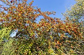 Cockspur hawthorn, Crataegus persimilis Prunifolia, fruits
