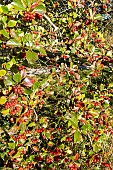 Cockspur hawthorn, Crataegus persimilis Prunifolia, fruits