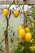 Tomatoes Roman candle in a greenhouse in autumn, Moselle, France