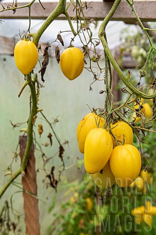 Tomatoes_Roman_candle_in_a_greenhouse_in_autumn_Moselle_France