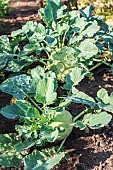 Kohlrabi in a garden in summer, Moselle, France