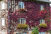 Virginia creeper covering a house front in autumn, Somme, France