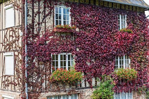Virginia_creeper_covering_a_house_front_in_autumn_Somme_France