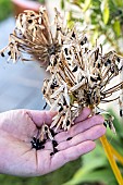 Agapanthus (Agapanthus sp), seed collection in autumn, Pas de Calais, France