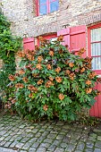 Oakleaf Hydrangea (Hydrangea quercifolia) in autumn, Somme, France