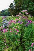 Autumn Asters in bloom in autumn, Oise, France