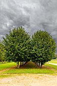 Alley lined with large-leafed lime trees (Tilia platyphyllos) in autumn, Oise, France