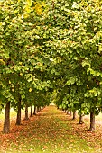 Alley lined with large-leafed lime trees (Tilia platyphyllos) in autumn, Oise, France