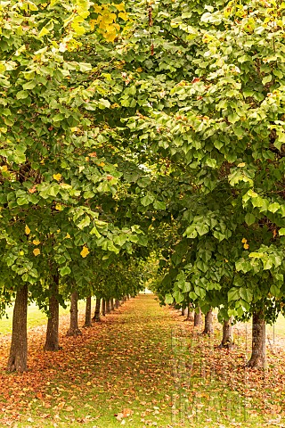 Alley_lined_with_largeleafed_lime_trees_Tilia_platyphyllos_in_autumn_Oise_France