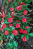 Busy Lizzy (Impatiens walleriana) flowers in summer, Moselle, France