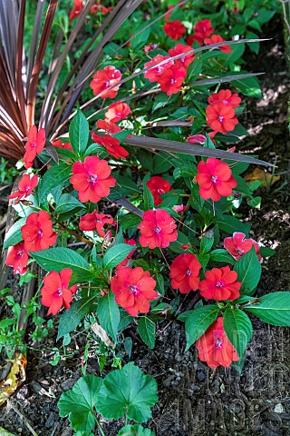 Busy_Lizzy_Impatiens_walleriana_flowers_in_summer_Moselle_France