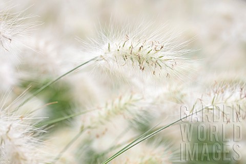 Feathertop_grass_Pennisetum_villosum_Vaucluse_France
