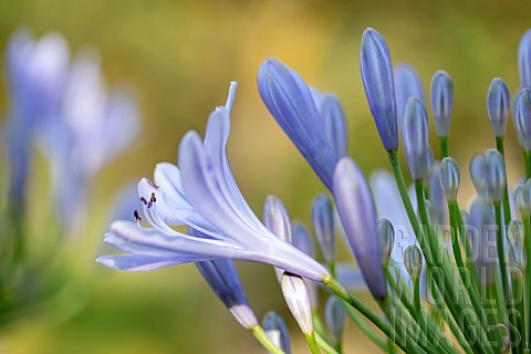African_lily_Agapanthus_africanus_flowers