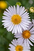 Common Michelmas daisy (Symphyotrichum x salignum) flowers, Vaucluse, France