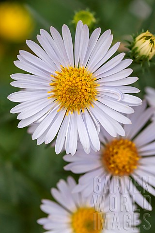 Common_Michelmas_daisy_Symphyotrichum_x_salignum_flowers_Vaucluse_France