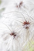 Feathery achenes of Old Man Beard (Clematis vitalba) in autumn, Vaucluse, France