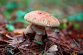 Blusher (Amanita rubescens) in autumn, provence, France