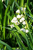 Snowflake (Leucojum sp) flowers