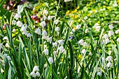 Snowflake (Leucojum sp) flowers
