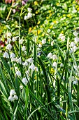 Snowflake (Leucojum sp) flowers