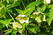 Lenten rose, Helleborus orientalis Yellow Lady, flowers