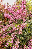 Weigelia, Weigela florida Bristol Ruby, in bloom