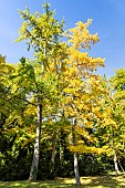 Maidenhair Tree, Ginkgo biloba, in autumn