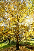 River Birch, Betula nigra Héritage, un autumn