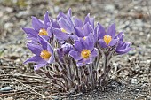 Eastern pasqueflower (Pulsatilla patens) flowers in spring, Alaska, USA