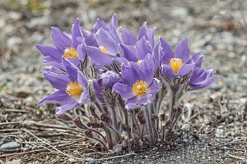Eastern_pasqueflower_Pulsatilla_patens_flowers_in_spring_Alaska_USA