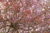 Saucer Magnolia, Magnolia soulangeana Soul-Bod and Japanese maple, Acer palmatum Shin Deshojo