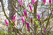 Star magnolia, Magnolia stellata Susan, flowers