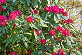 Rhododendron, Rhododendron degronianum Geisha Lilarosa in bloom