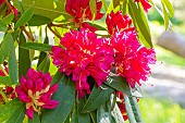 Rhododendron, Rhododendron degronianum Geisha Lilarosa, flowers
