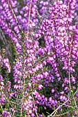 Heath, Erica, flowers