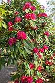 Rhododendron, Rhododendron degronianum Geisha Lilarosa in bloom