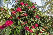 Rhododendron, Rhododendron degronianum Geisha Lilarosa in bloom
