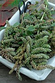 Ears of Wild Redroot Amaranth (Amaranthus retroflexus) harvesting of edible seeds. Edible plant