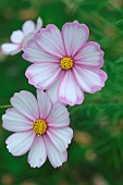 Cosmos flowers