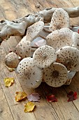 Harvesting Parasol mushroom (Macrolepiota procera), Autumn Mushrooms