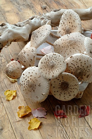 Harvesting_Parasol_mushroom_Macrolepiota_procera_Autumn_Mushrooms