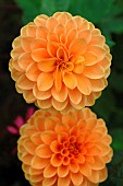 Orange Dahlia flowers, Autumn flowering