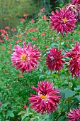 Pink Dahlia flowers, Autumn flowering