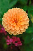 Orange Dahlia flowers, Autumn flowering