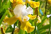 Tall Bearded Iris, Iris Germanica Alpine Journey, Breeder : Blyth 1983, flower