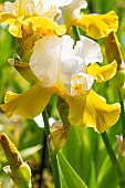 Tall Bearded Iris, Iris Germanica Alpine Journey, Breeder : Blyth 1983, flower