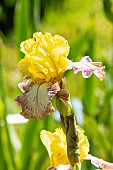 Tall Bearded Iris, Iris Germanica Asha Michelle, Breeder : Blyth 1981, flower