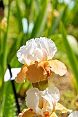 Tall Bearded Iris, Iris Germanica Beach girl, Breeder : Blyth 1983, flowers